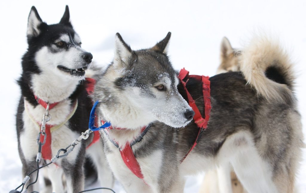 Huskies ready to run and pull their sled in Haliburton