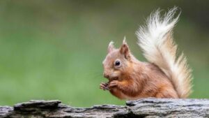 dan-russon-Ontario Red Squirrel eating nuts-unsplash